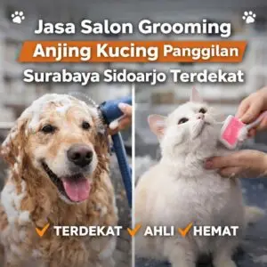 Jasa Salon Grooming Anjing Kucing Panggilan Surabaya Sidoarjo Terdekat