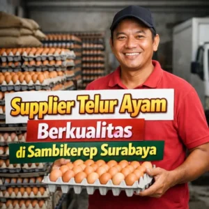 Home 5 supplier telur ayam berkualitas di sambikerep surabaya